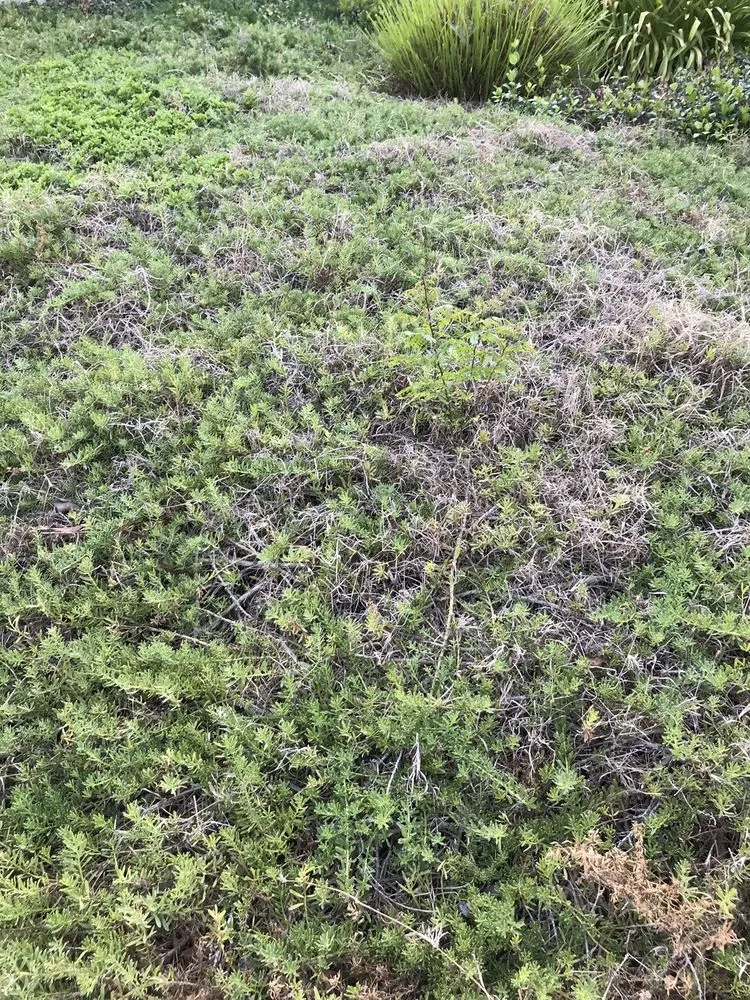 Professional garden landscaping for residential properties across Laguna Beach, CA - Mike Parker Landscape