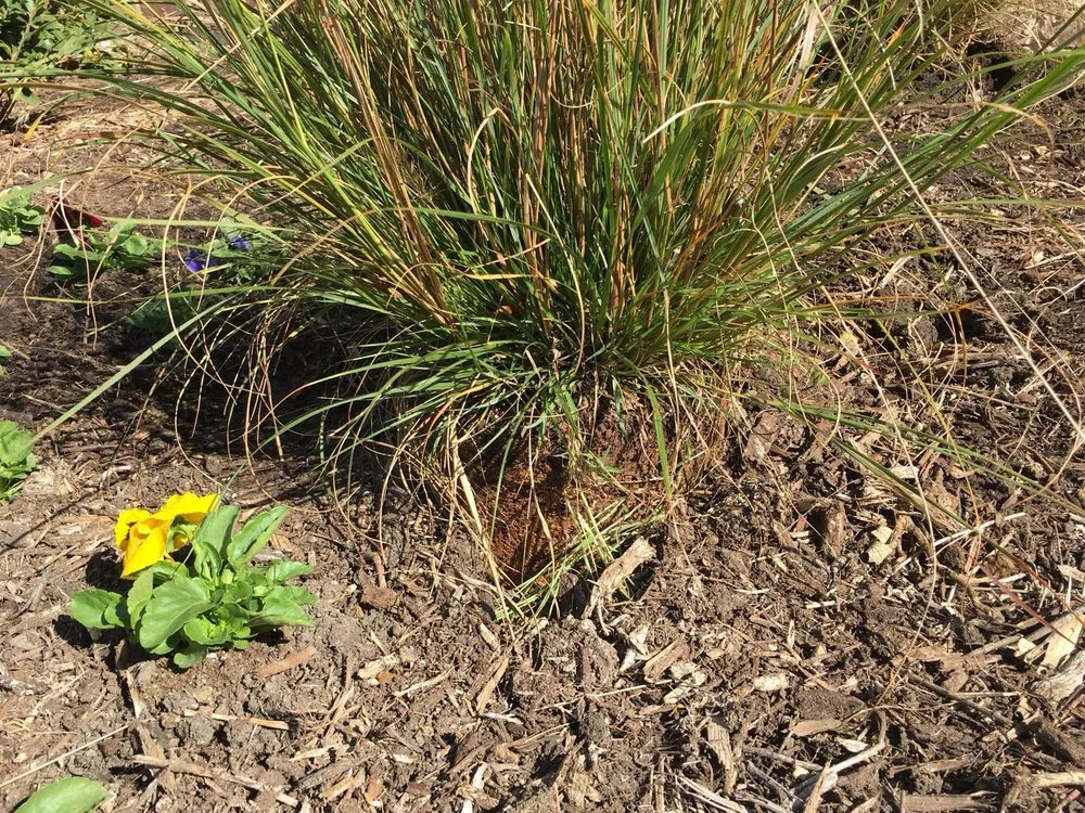 Expert outdoor landscaping near you across Dallas, TX - Mike Riley's Landscape