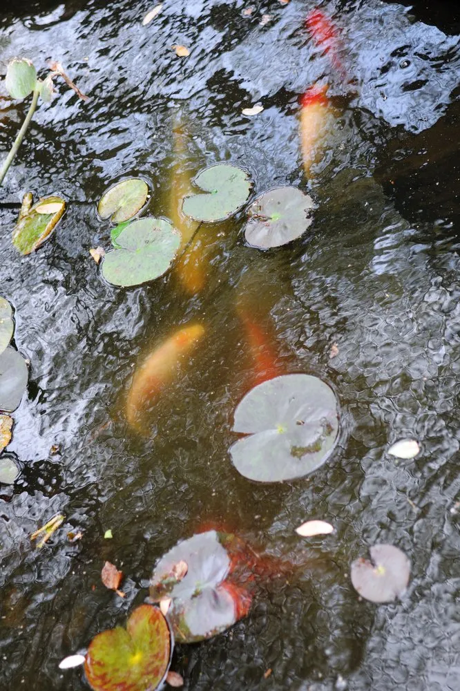 Local residential landscaping in Dallas, TX by Mike Riley's Landscape