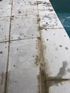 Local yard cleanup service near you across Dallas, TX - Mike Riley's Landscape