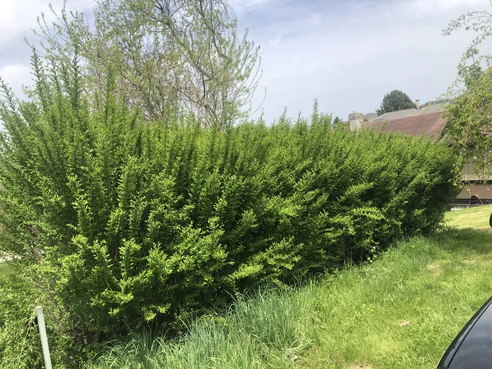 Custom yard maintenance in Houston, PA by Mikec’s Lawncare