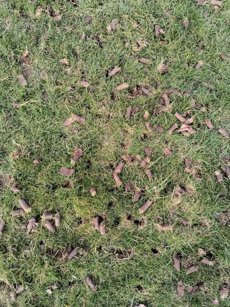 Reliable residential landscaping for year-round maintenance in Bethel Park, PA by Mike's Aerating and Seeding