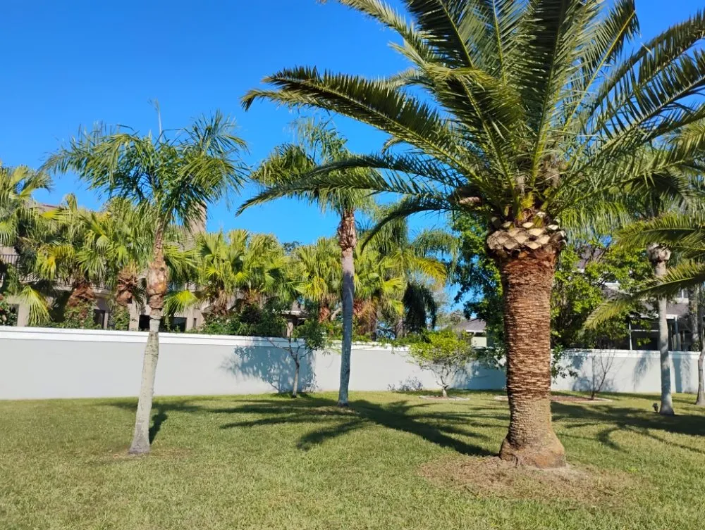 Reliable landscape installation in St. Petersburg, FL - Mike's All Around Lawn Care & Tree Work