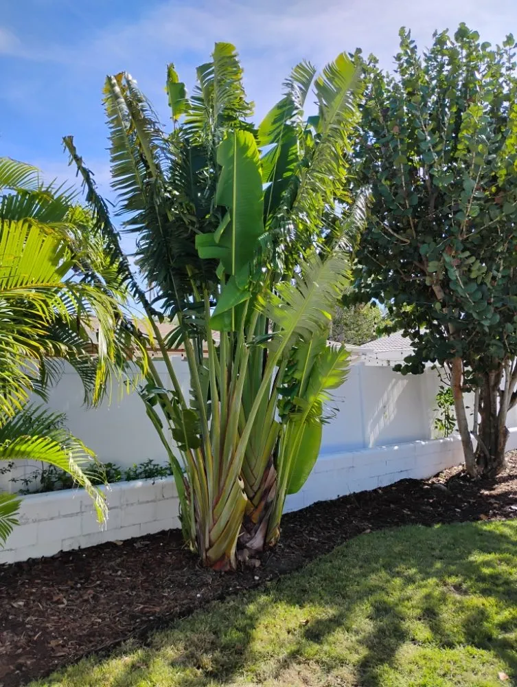 Trusted garden landscaping for homes in St. Petersburg, FL by Mike's All Around Lawn Care & Tree Work