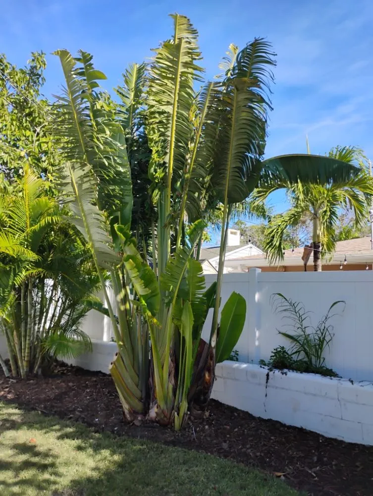 Local lawn mowing service for year-round maintenance across St. Petersburg, FL - Mike's All Around Lawn Care & Tree Work