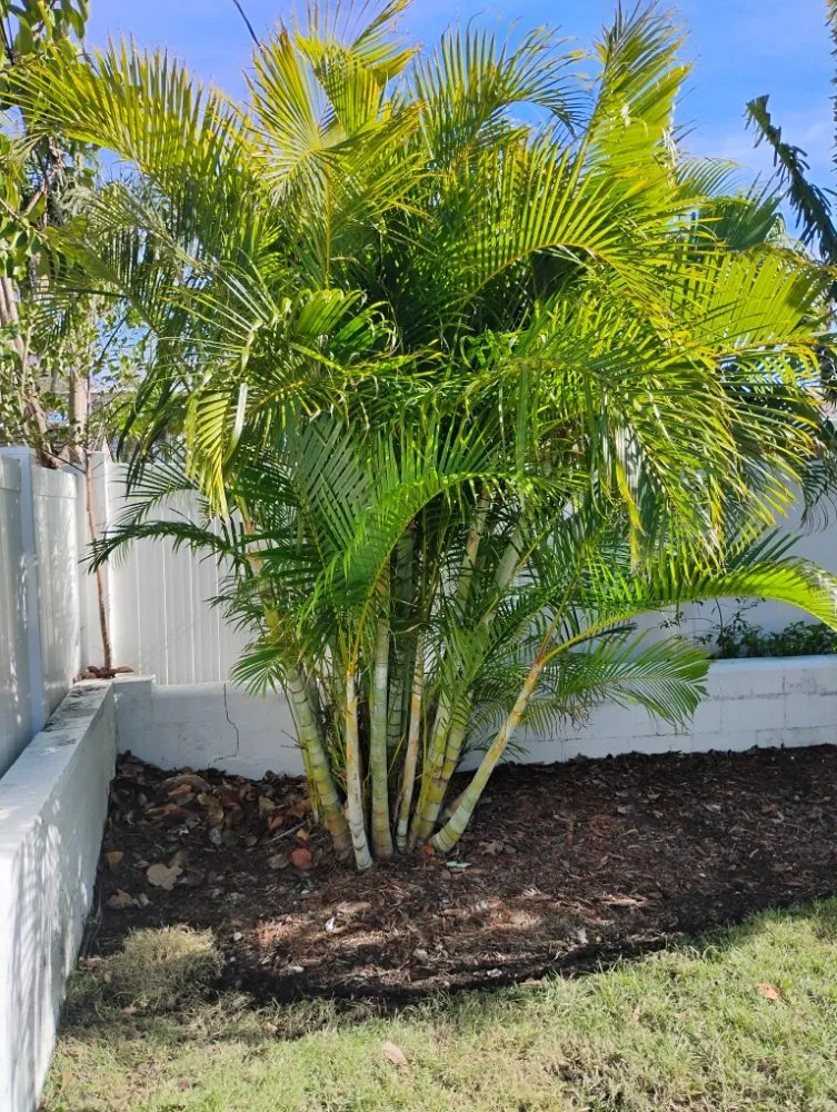 Reliable yard maintenance in St. Petersburg, FL - Mike's All Around Lawn Care & Tree Work