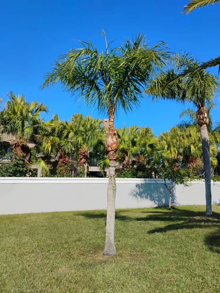 Reliable lawn mowing service for homes across St. Petersburg, FL - Mike's All Around Lawn Care & Tree Work