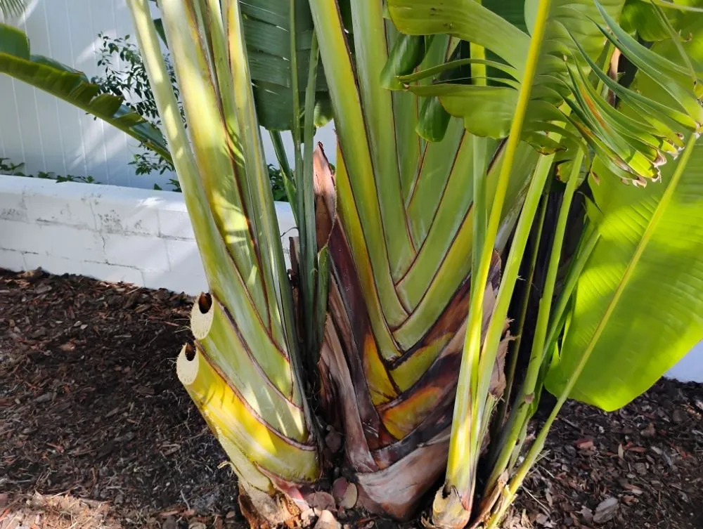 Affordable yard cleanup service in St. Petersburg, FL - Mike's All Around Lawn Care & Tree Work