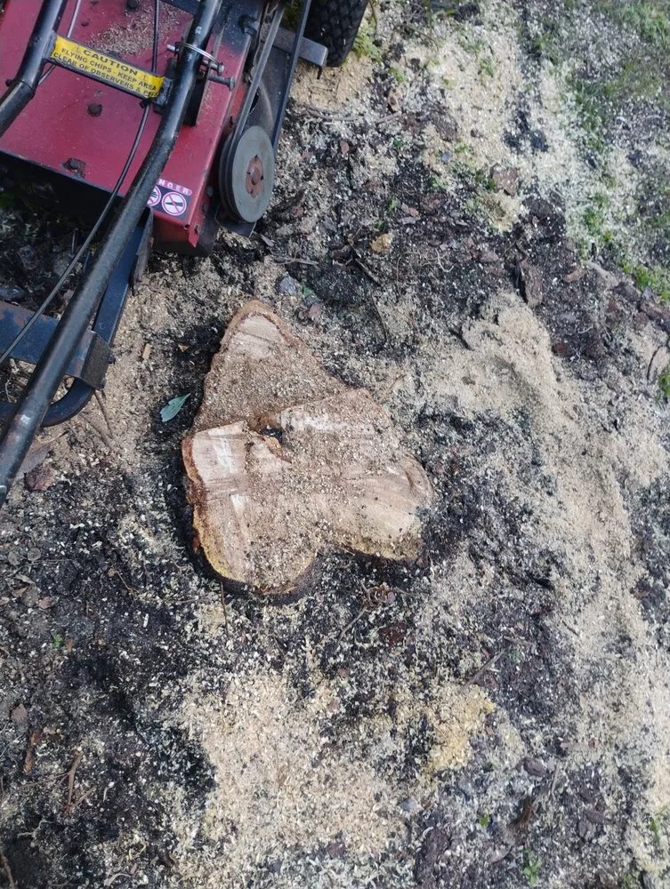 Top-rated yard cleanup service in St. Petersburg, FL by Mike's All Around Lawn Care & Tree Work