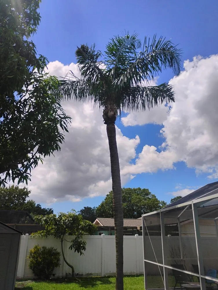 Professional yard cleanup service in St. Petersburg, FL by Mike's All Around Lawn Care & Tree Work