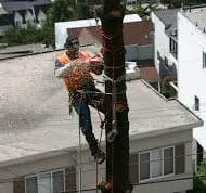 Local garden landscaping in Sterling Heights, MI by Mike's All Season Tree Service