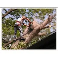 Expert landscape design for homes across Sterling Heights, MI - Mike's All Season Tree Service