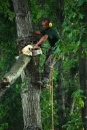 Expert outdoor landscaping for beautiful yards across Sterling Heights, MI - Mike's All Season Tree Service