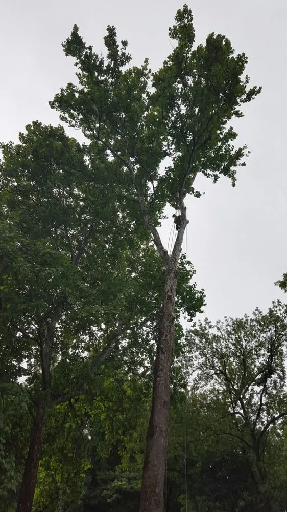 Custom lawn mowing service in Hillsborough Township, NJ by Mikes Arborist Enterprises
