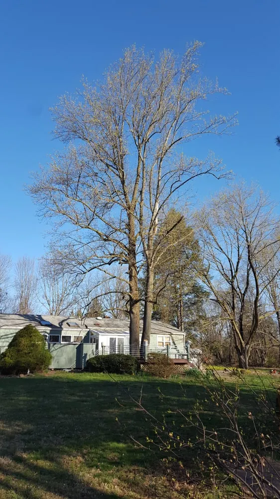 Expert outdoor landscaping in Hillsborough Township, NJ - Mikes Arborist Enterprises