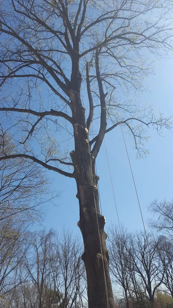 Affordable landscaping services in Hillsborough Township, NJ by Mikes Arborist Enterprises