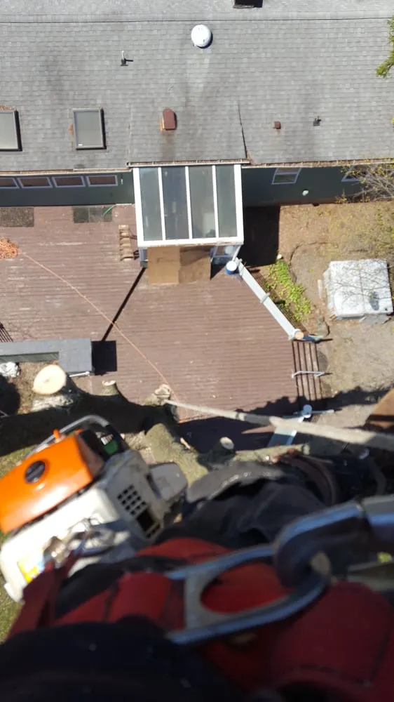 Trusted yard cleanup service in Hillsborough Township, NJ by Mikes Arborist Enterprises