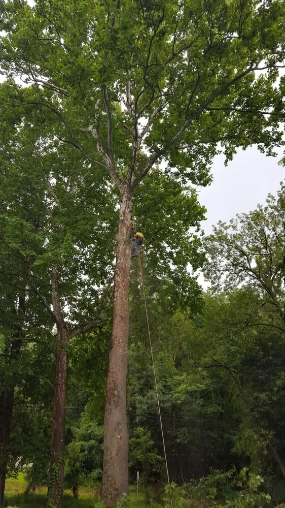 Professional outdoor landscaping in Hillsborough Township, NJ - Mikes Arborist Enterprises