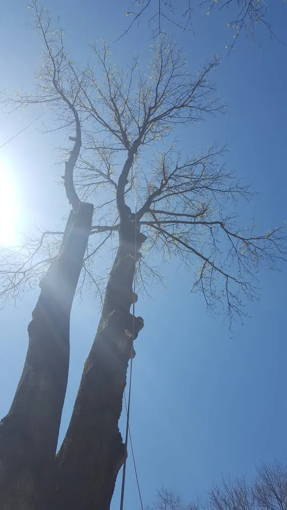 Top-rated yard cleanup service in Hillsborough Township, NJ - Mikes Arborist Enterprises