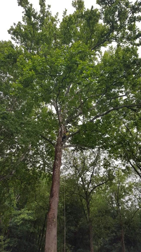 Trusted lawn care service near you in Hillsborough Township, NJ by Mikes Arborist Enterprises