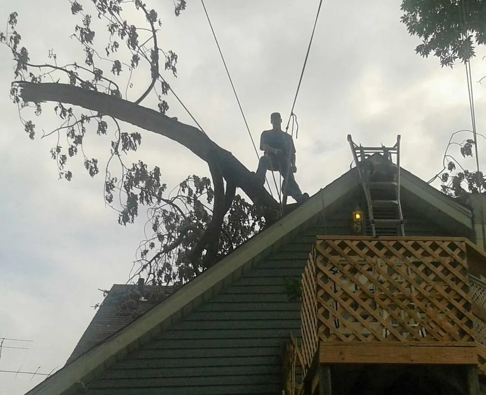Custom landscaping services near you across Hillsborough Township, NJ - Mikes Arborist Enterprises