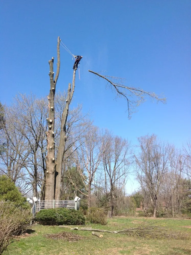 Top-rated landscape installation for year-round maintenance in Hillsborough Township, NJ by Mikes Arborist Enterprises