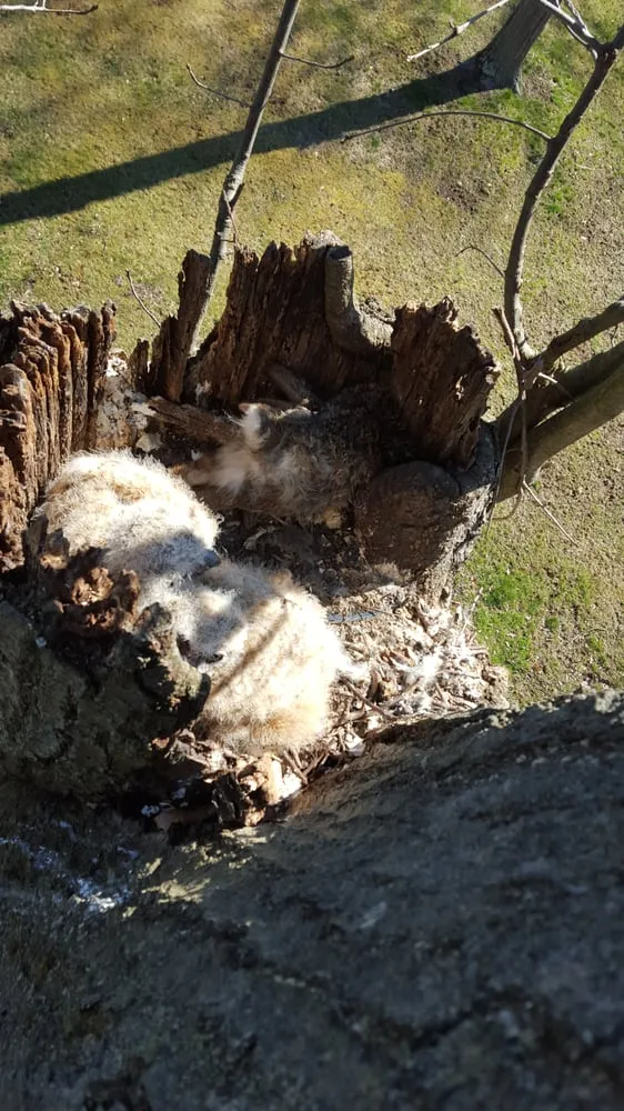 Expert yard cleanup service in Hillsborough Township, NJ by Mikes Arborist Enterprises