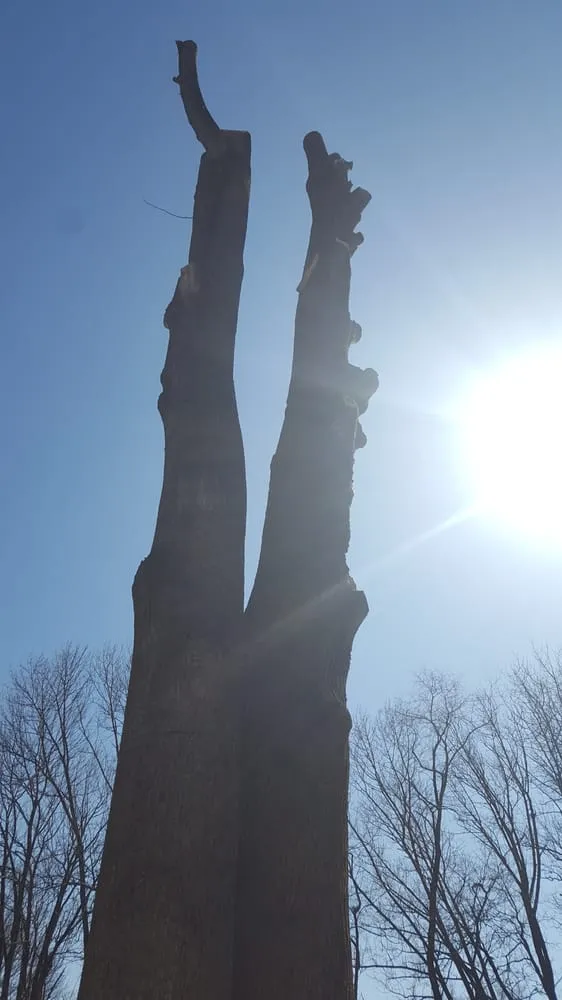 Custom yard cleanup service experts serving Hillsborough Township, NJ - Mikes Arborist Enterprises
