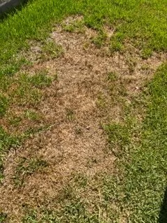 Local yard maintenance for residential properties in Richmond, TX by Mike's Complete Landscaping