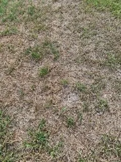 Trusted lawn care service in Richmond, TX by Mike's Complete Landscaping