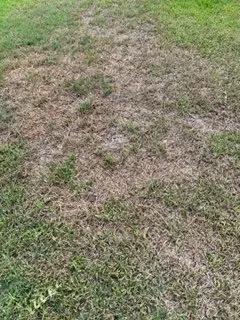 Local yard cleanup service in Richmond, TX by Mike's Complete Landscaping