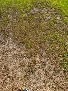 Professional landscaping services for beautiful yards across Richmond, TX - Mike's Complete Landscaping