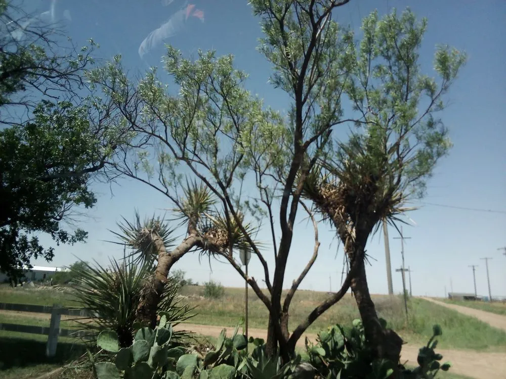 Expert lawn care service for year-round maintenance in Ralls, TX by Mike's Cutting Edge Lawn Care And Services