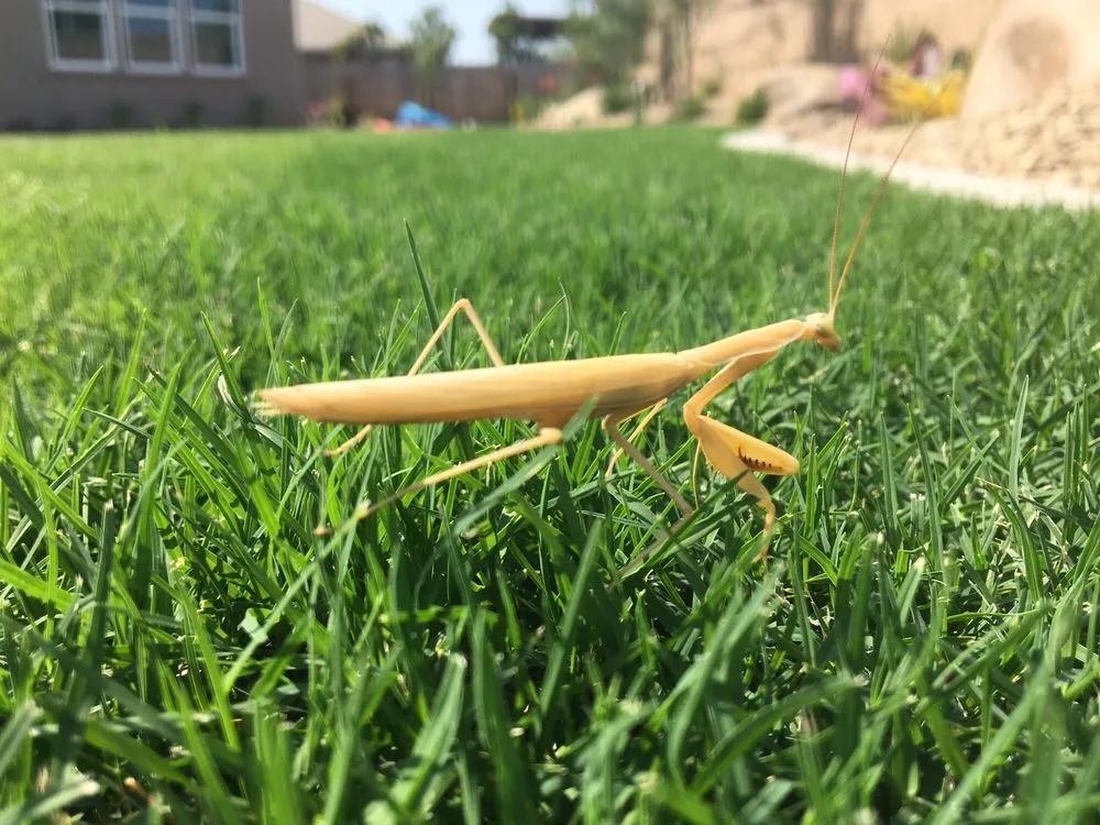 Professional landscaping services near you across Clovis, CA - Mike's Evergreen