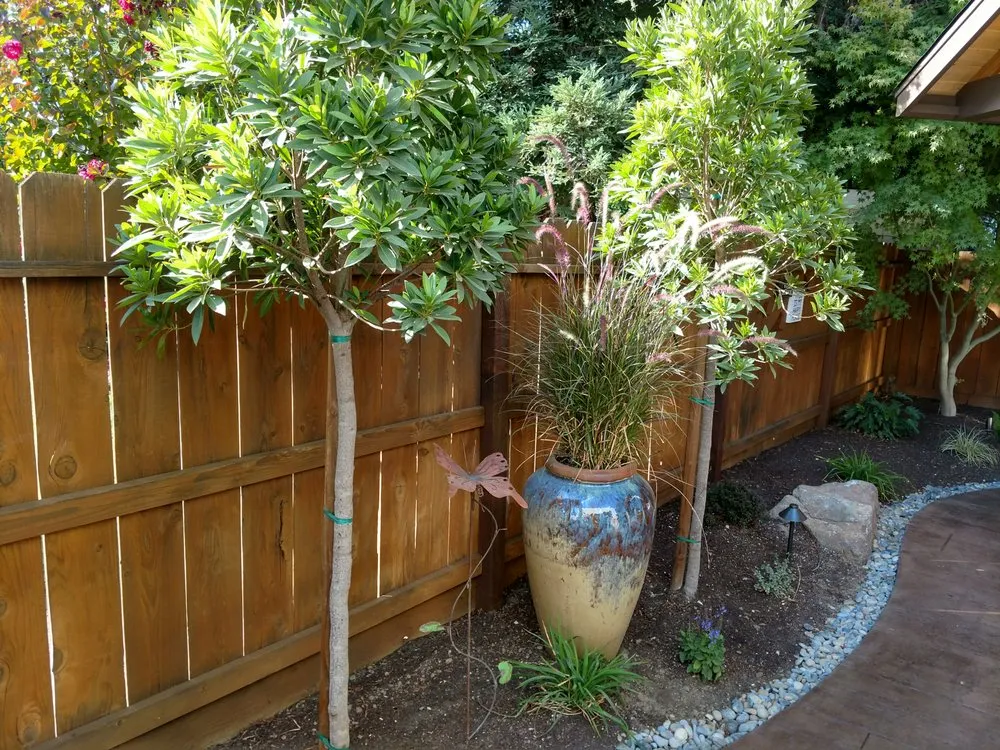 Local lawn care service experts serving Clovis, CA - Mike's Evergreen