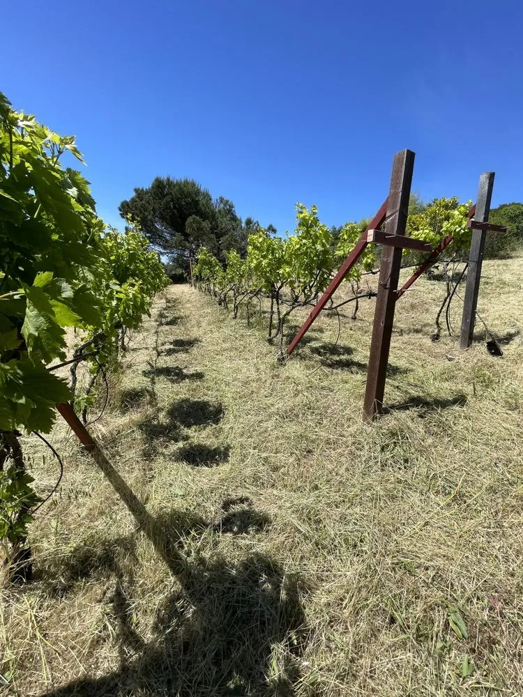 Affordable landscape installation for homes across American Canyon, CA - Mike's Gardening Service