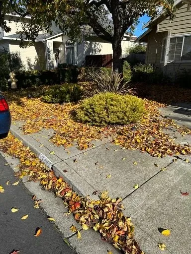 Local yard cleanup service in American Canyon, CA - Mike's Gardening Service