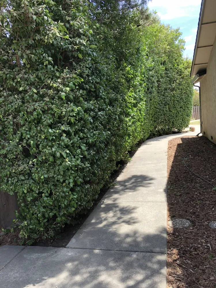 Local lawn mowing service in American Canyon, CA by Mike's Gardening Service