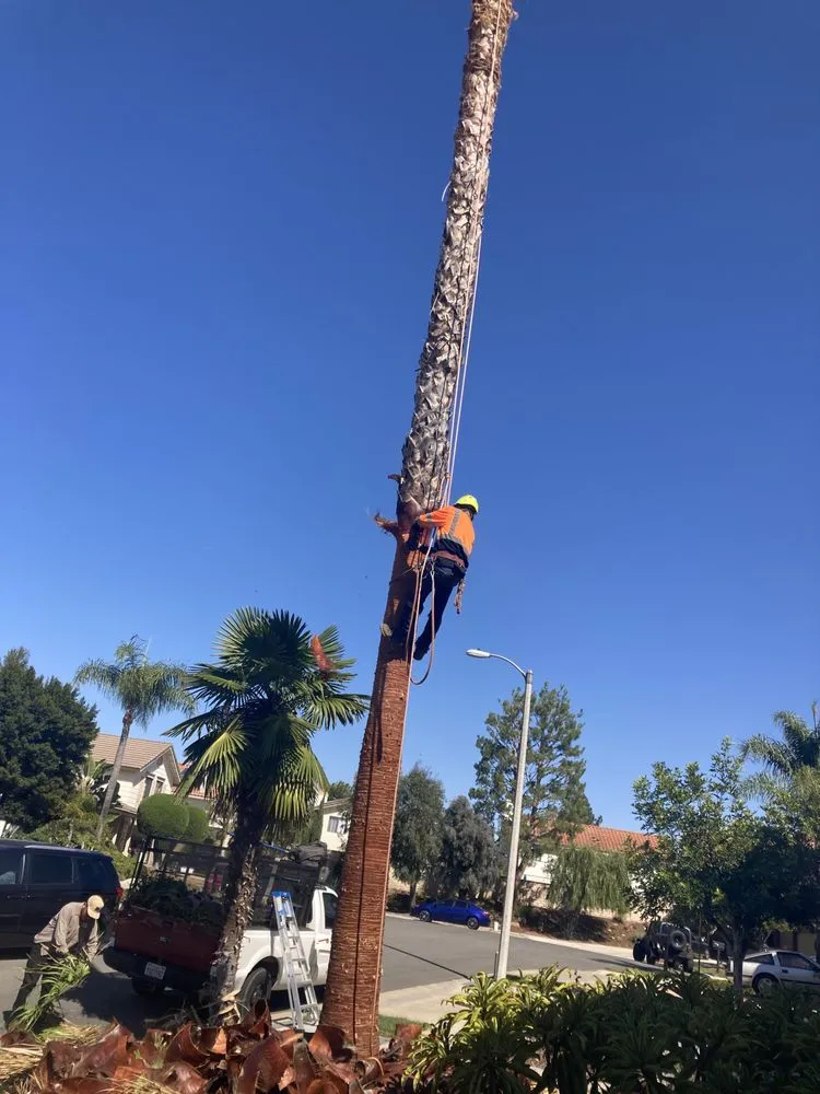 Local yard maintenance in Mission Viejo, CA - Mike's gardens