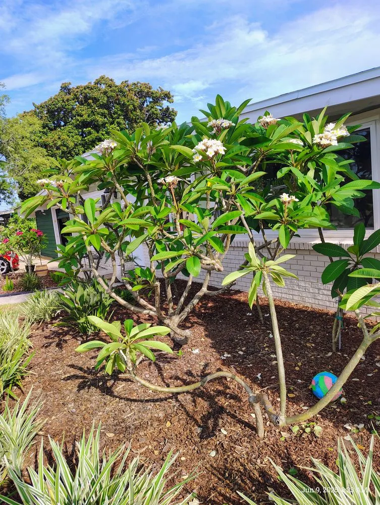 Local yard maintenance experts serving Panama City Beach, FL - Mike's Handyman Services and Landscaping