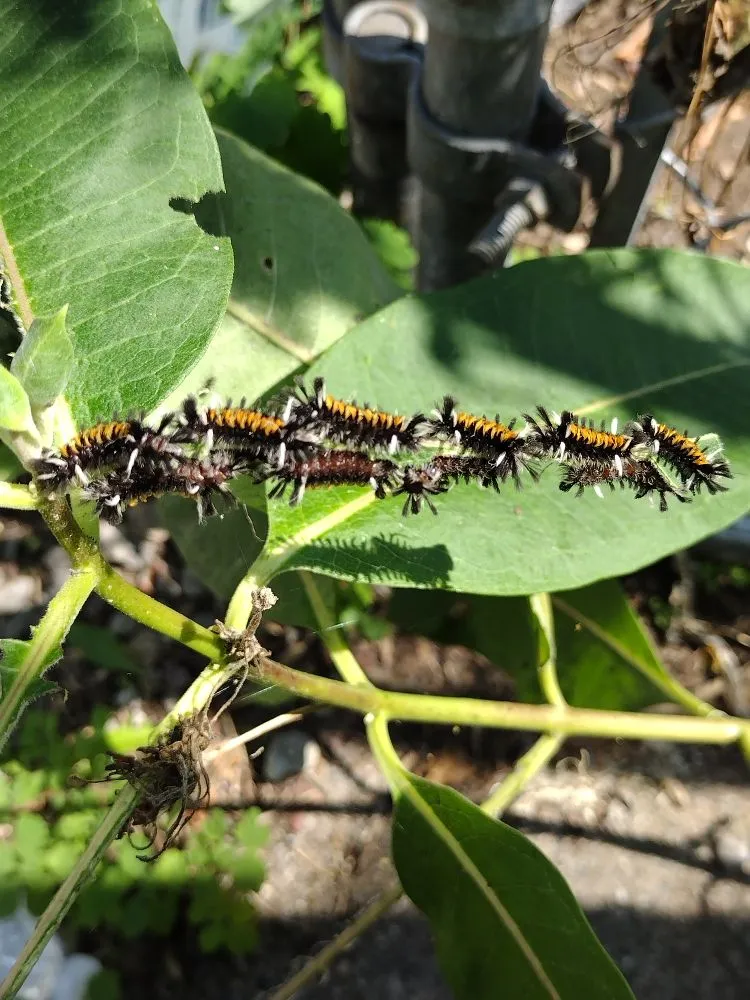 Local yard maintenance for homes across Escanaba, MI - Mikes Landscaping