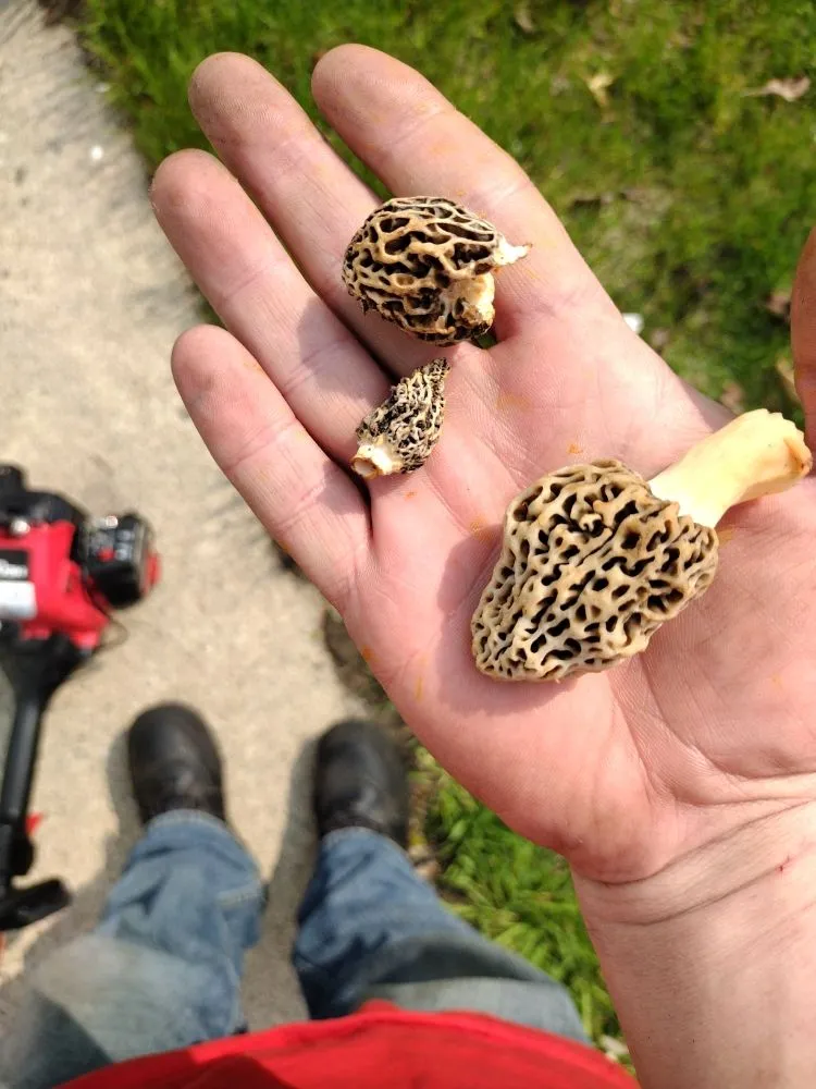 Professional outdoor landscaping in Escanaba, MI by Mikes Landscaping