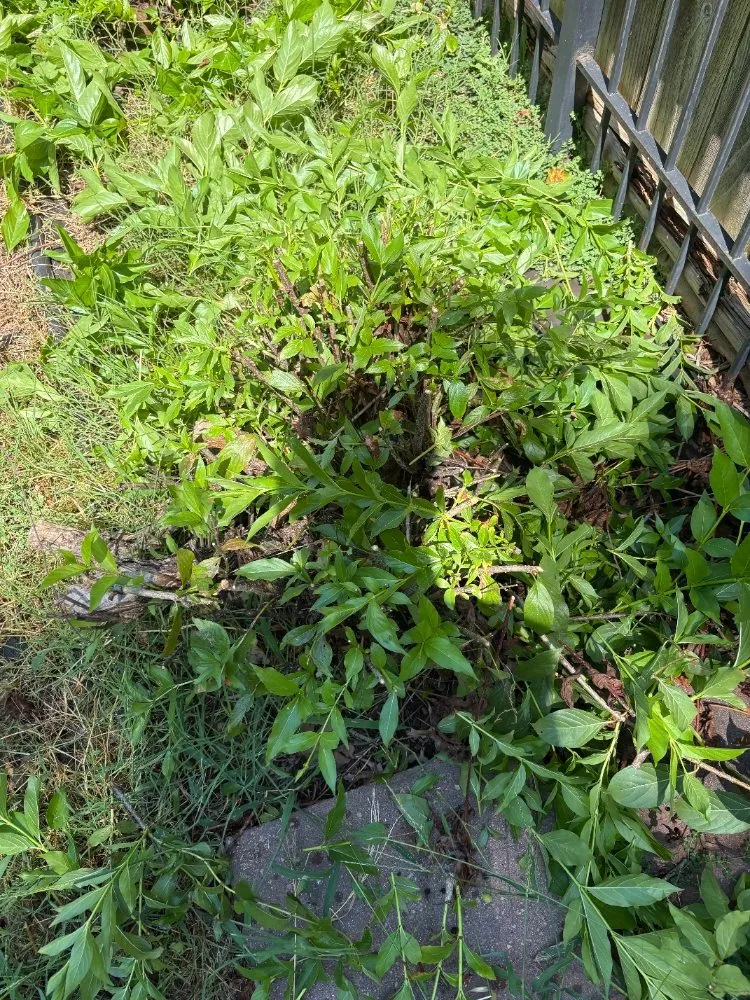 Affordable garden landscaping in Wichita, KS - Mikes Landscaping