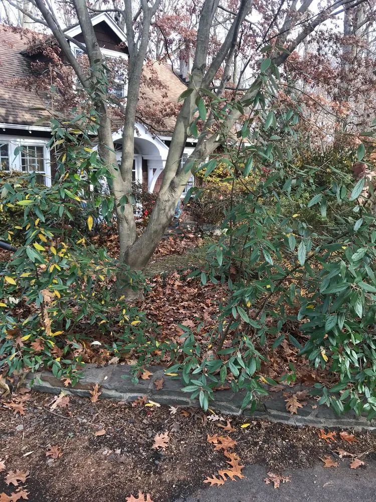 Custom lawn care service experts serving Chester Heights, PA - Mike's Lawn & Landscaping