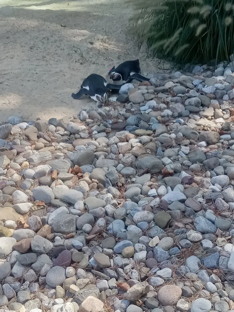 Top-rated yard cleanup service with custom design in Bangor, PA by Mike's Lawn and Landscape