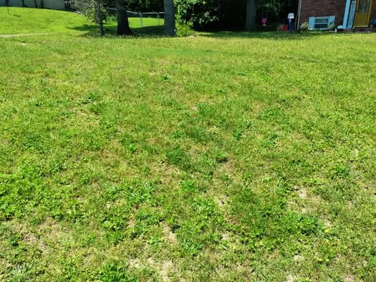 Mike's Lawn Care & Maintenance Logo