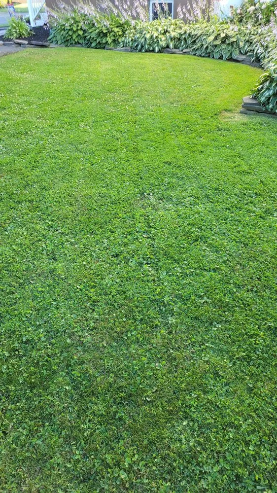 Affordable yard cleanup service for homes across Exeter, PA - Mike's Lawn Care