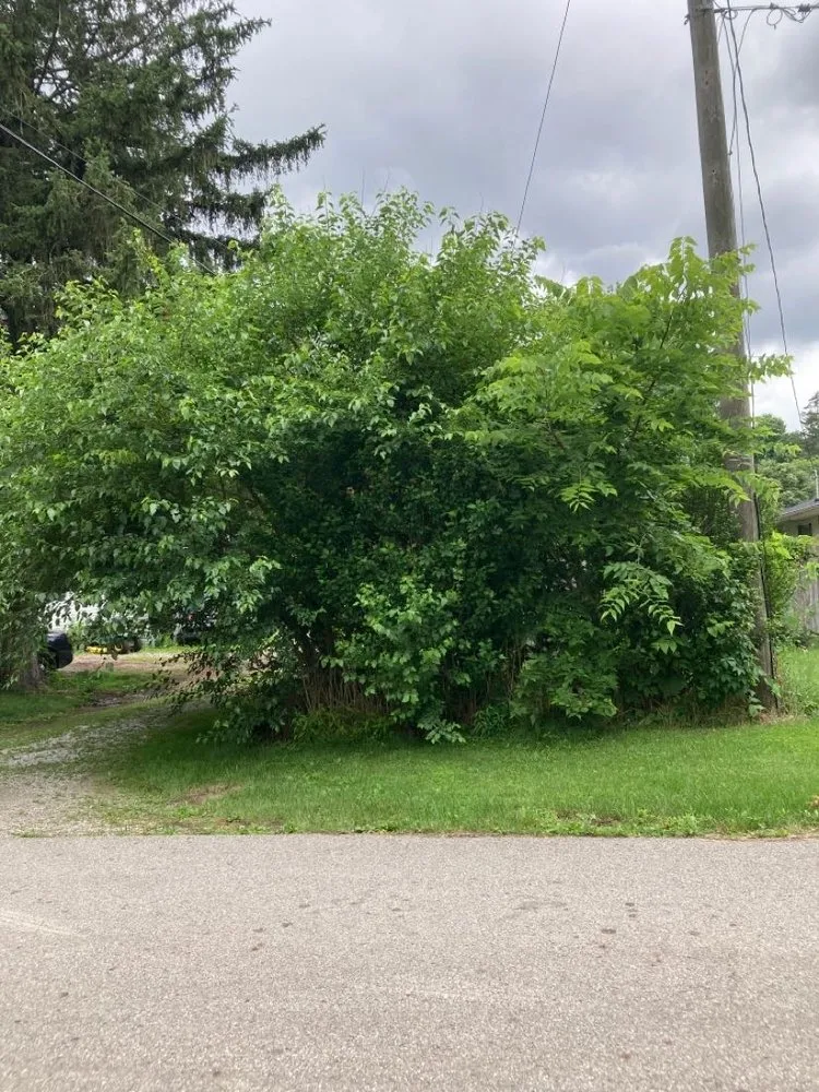 Trusted lawn care service in Baltimore, OH by Mike’s Mowin