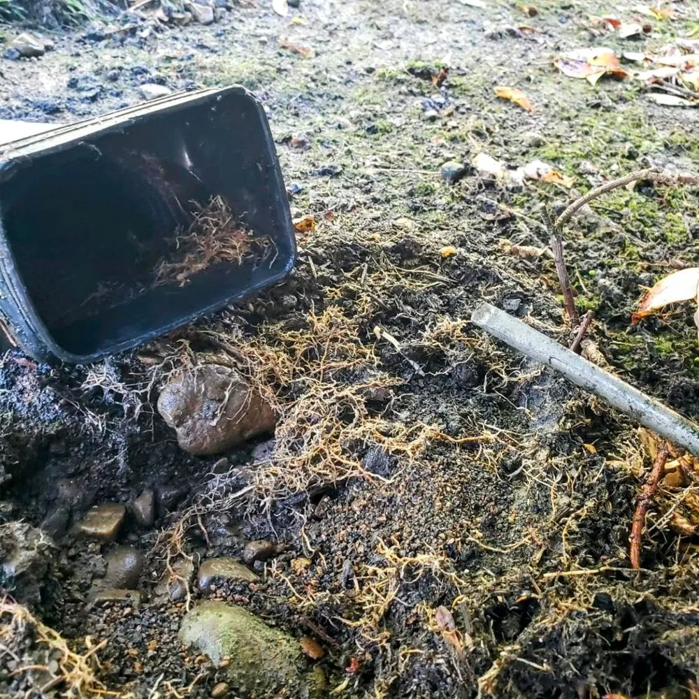 Expert lawn mowing service for residential properties in Mcminnville, OR by Mike's Powerwashing & More