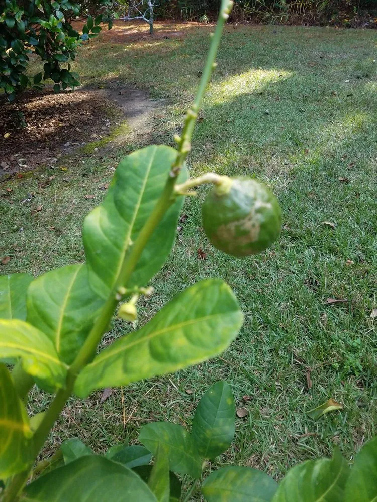 Affordable outdoor landscaping experts serving Foley, AL - Mike's Produce & Plants